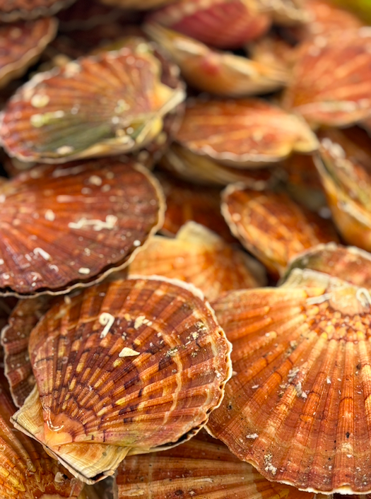Le retour des Coquilles St Jacques !