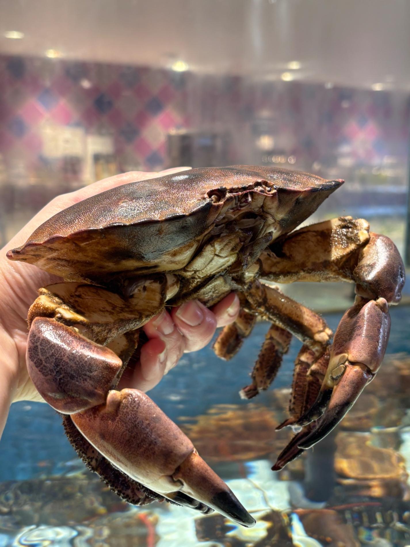 Tourteaux vivants et dorades coryph&egrave;nes