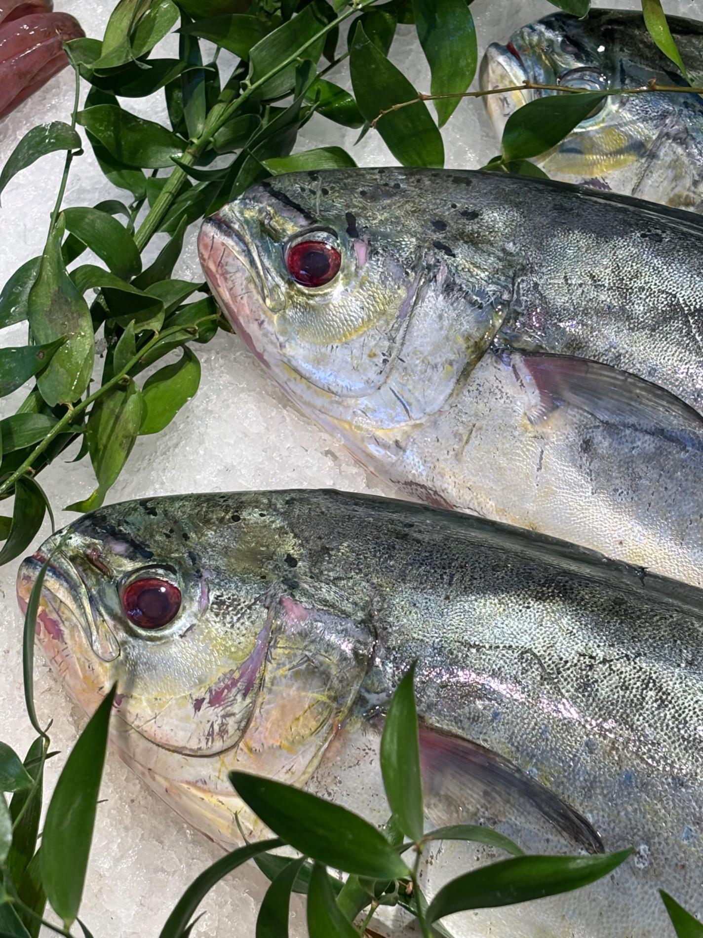 Tourteaux vivants et dorades coryph&egrave;nes