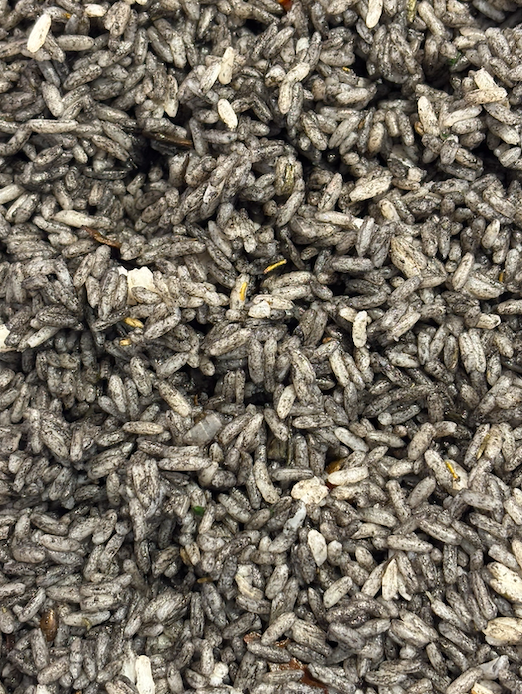 30 et 31/01 : Encornets &agrave; la persillade et riz aux algues et &agrave; l'encre de seiche