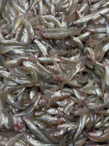 C’est la saison des éperlans !!