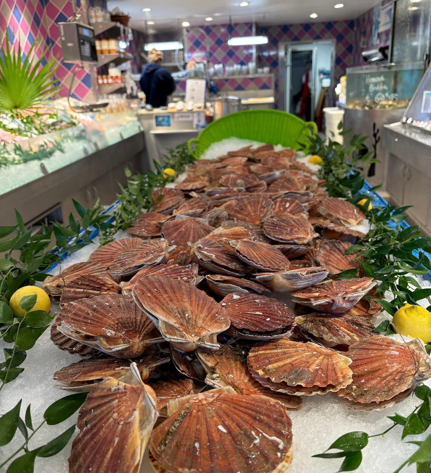 Les coquilles St Jacques sont de retour !