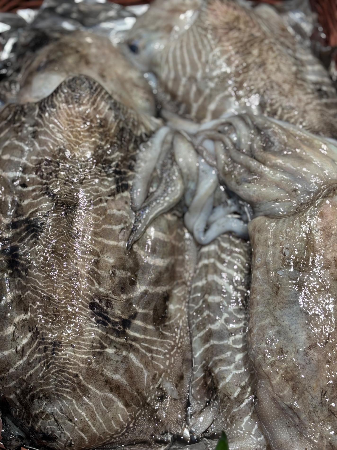 Omble chevalier, seiche, araign&eacute;es de mer, tourteaux vivants&hellip;.