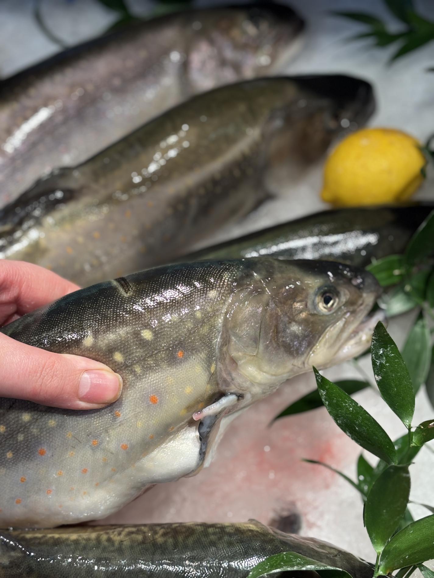 Omble chevalier, seiche, araign&eacute;es de mer, tourteaux vivants&hellip;.