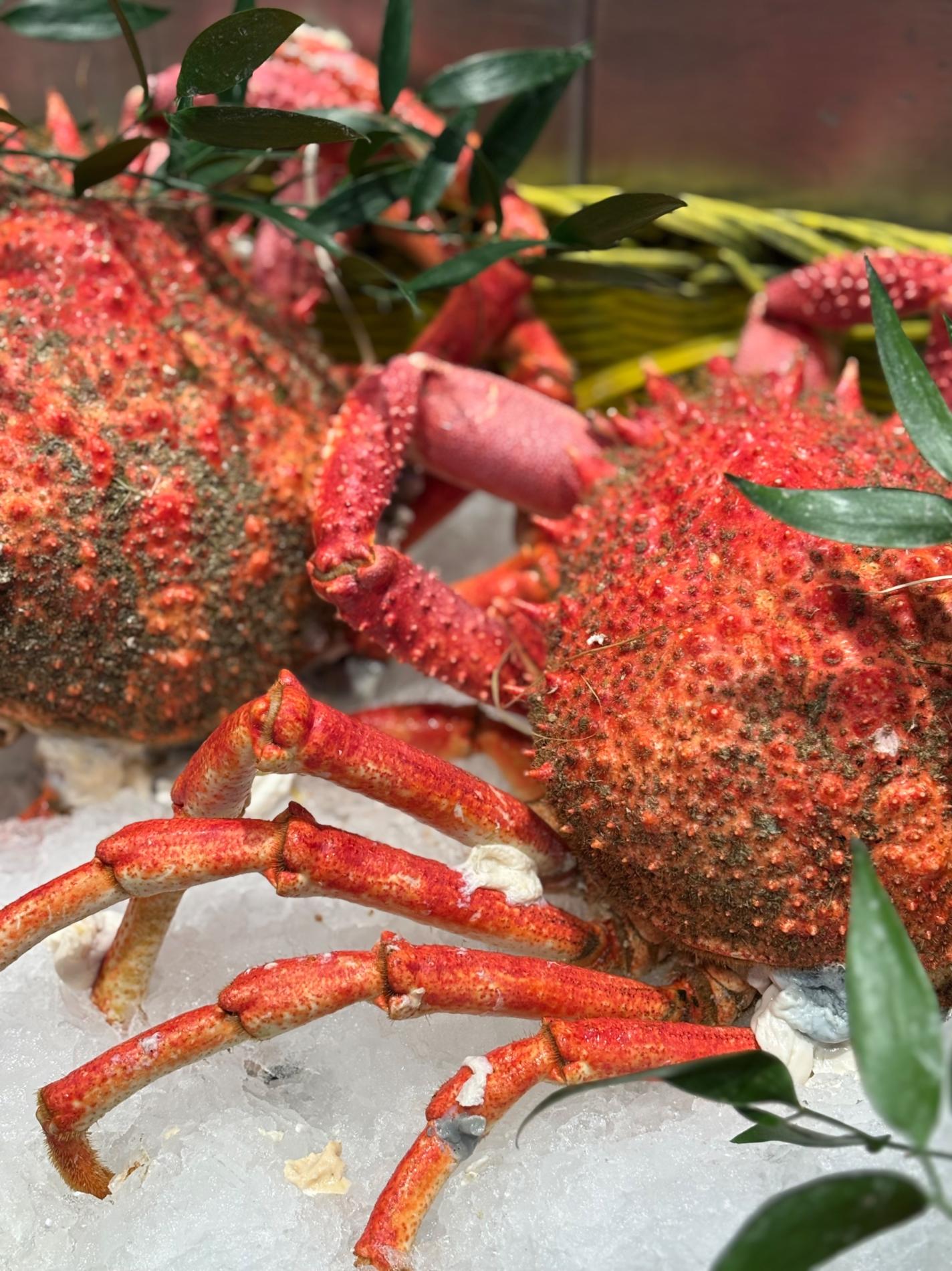 Omble chevalier, seiche, araignées de mer, tourteaux vivants….